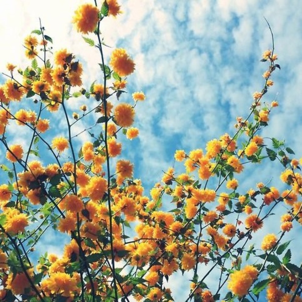 vibrant color